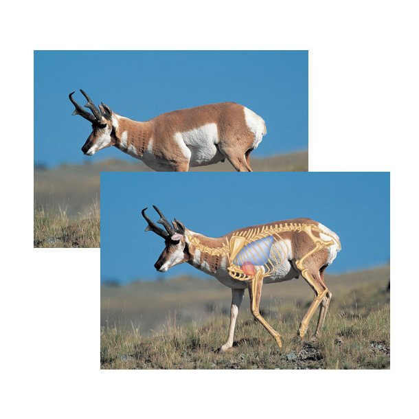 The Perfect Shot pronghorn-skydeskive - pakke med 5