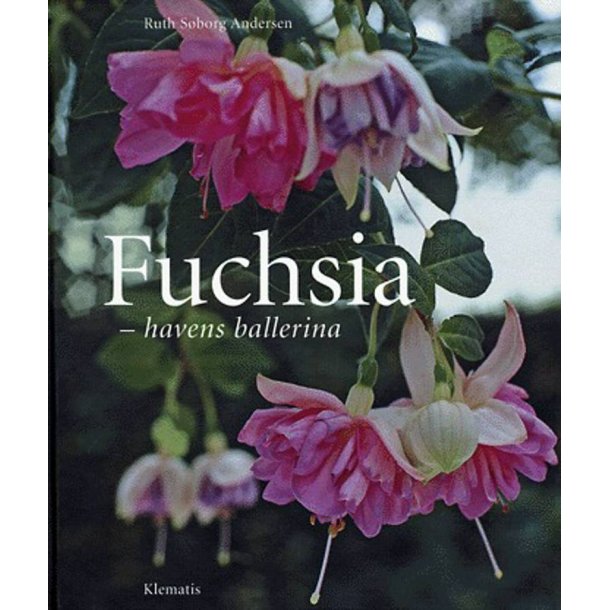 Fuchsia - havens ballerina