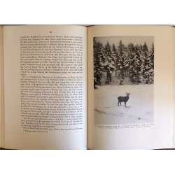 Storvildtet i Jylland (indb.)