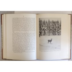 Storvildtet i Jylland (velh. halvlderindb.)