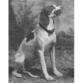 Antikvariske bøger om jagthunde