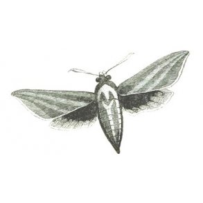 Sommerfugle, insekter m.m., antikvarisk