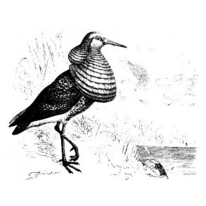 Nye fugle- og naturbger