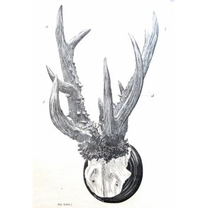 Vildt og vildtforskning