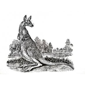 Jagt og vildt, Australien og New Zealand