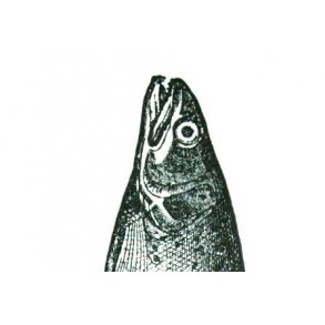 FISK - lystfiskeri, fluebinding