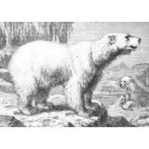 Grnland - land og rejser