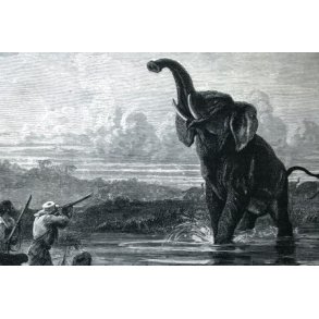 Alt om storvildtrifler