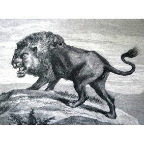 Jagt og vildt, Afrika