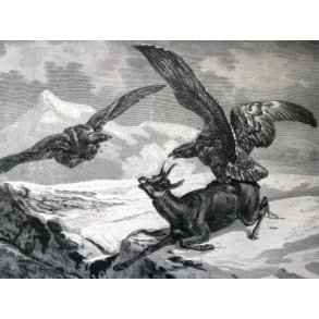 Jagt og vildt, Europa inkl. Norden og Grnland