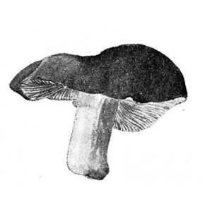 SVAMPE - med hat & stok