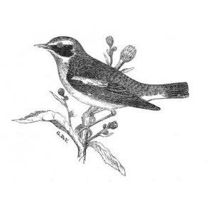 NATUR - hndbger & guides