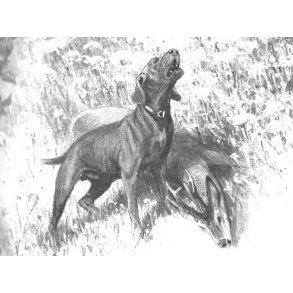 Alt om schweiss og eftersøgning