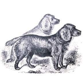 Alt om jagt med spaniels