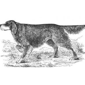 Alt om jagt med stående hund