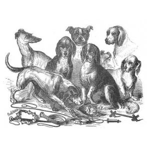 HUND -  jagthunde m.m.